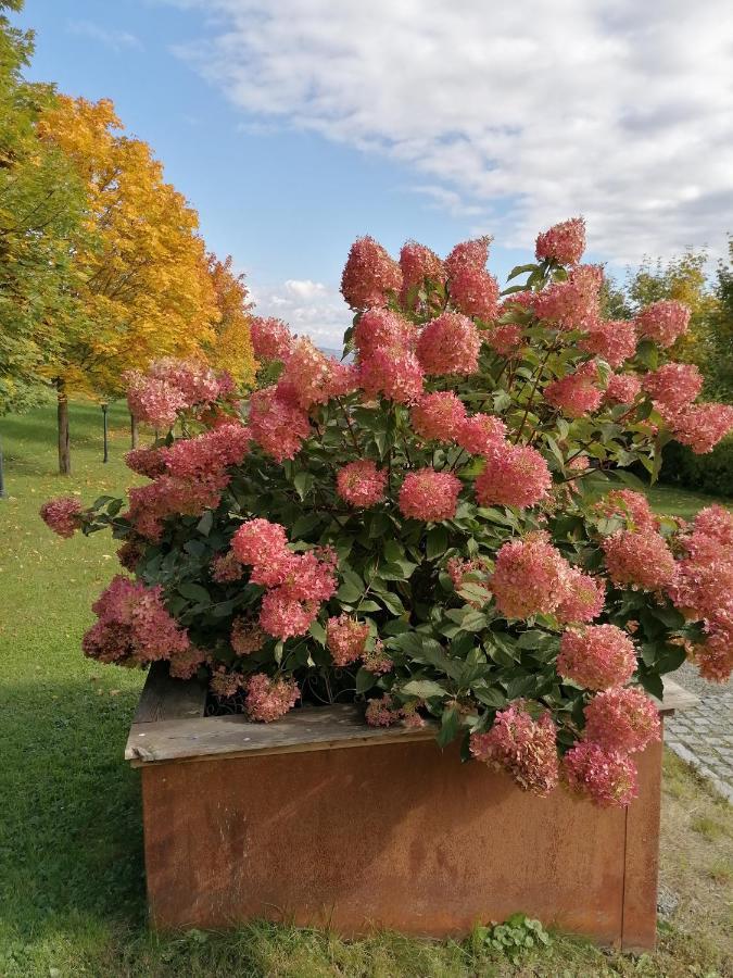 Ferienwohnung Schuhmann Mit Wintergarten Und Garten Therme Aquapulco Und Ikuna Erlebnispark, Zoo Schmiding 20 Min Mit Auto Entfernt Ab 3 Naechte Buchbar Hinzenbach エクステリア 写真